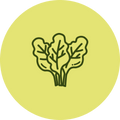 Spinach